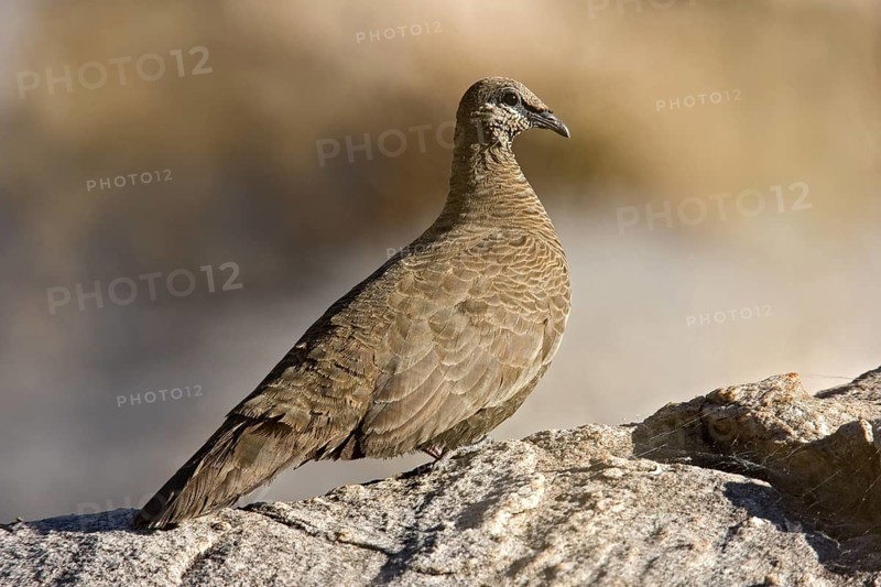 White-quilled Rock Pigeon (Petrophassa albipennis), Western Australia, Australia