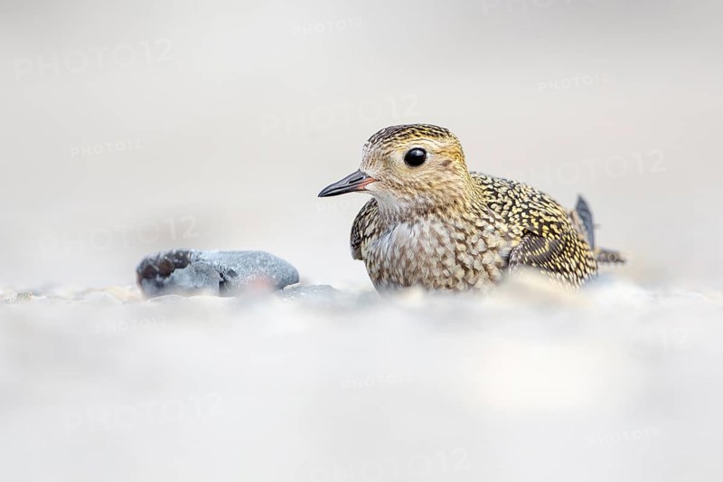 European Golden Plover (Pluvialis apricaria), Schleswig-Holstein, Germany