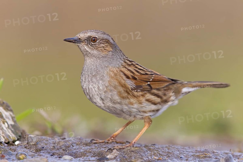 Dunnock (Prunella modularis), Rhineland-Palatinate, Germany