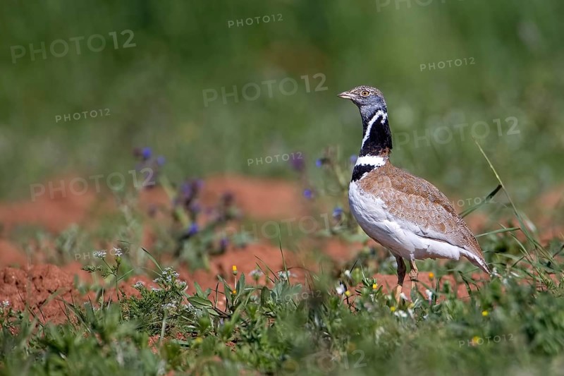 Little Bustard (Tetrax tetrax) male, Extremadura, Spain