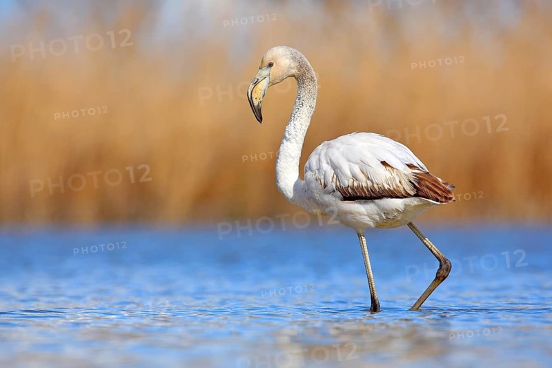 Young Greater Flamingo, Phoenicopterus ruber, nice pink big bird in the blue water, Camargue, France. Wildlife scene from summer nature. Water grass with bird. Small grey flamingo cub