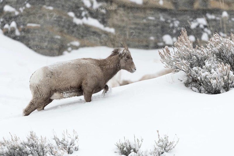 Bighorn Sheep (Ovis canadensis) female in snowy countryside, Yellowstone National Park, Wyoming, USA