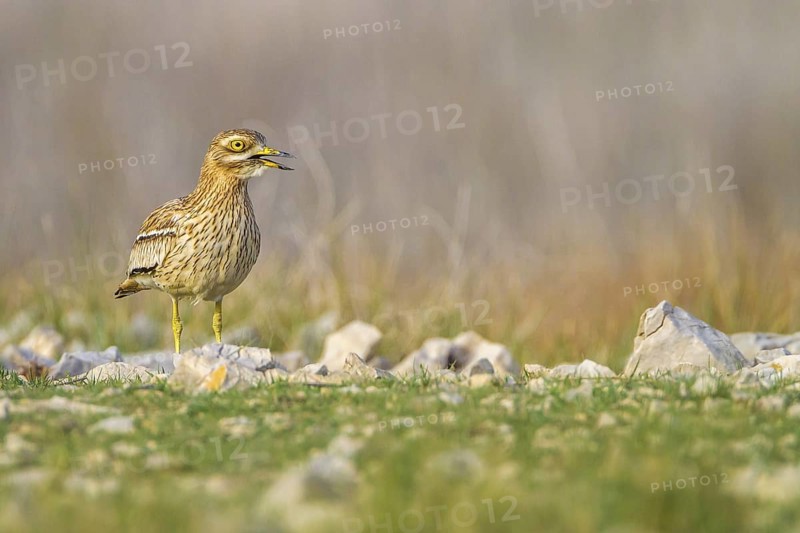 Eurasian Stone-curlew (Burhinus oedicnemus) in field, Dalmatia, Croatia