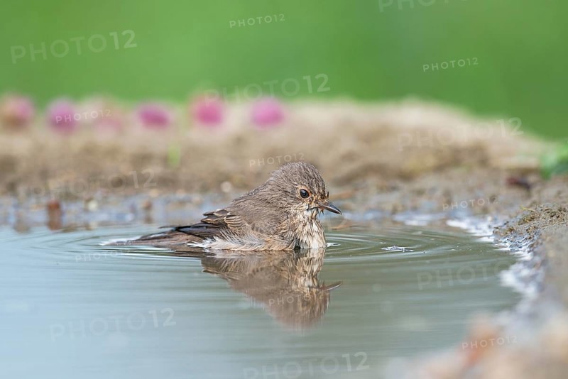 Spotted Flycatcher (Muscicapa striata) bathing, Aosta Valley, Italy