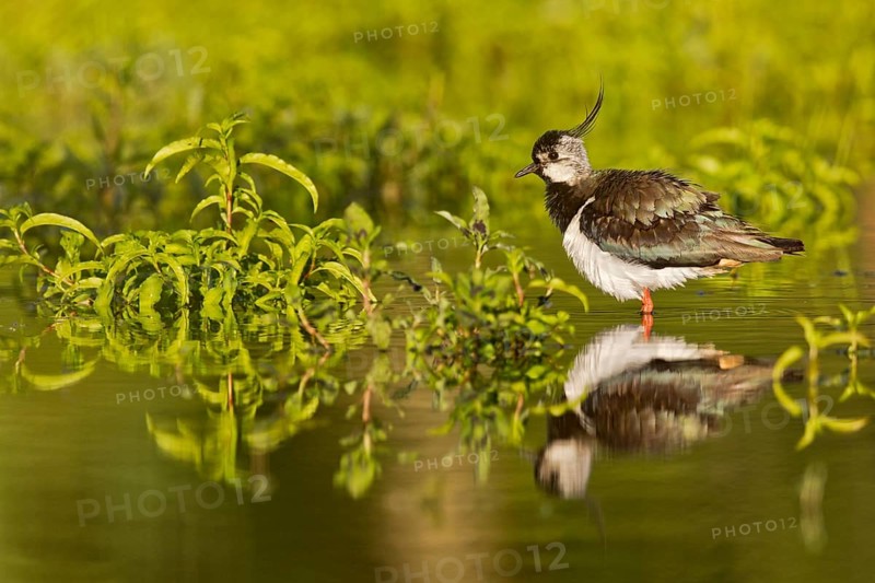 Northern Lapwing (Vanellus vanellus), Bavaria, Germany
