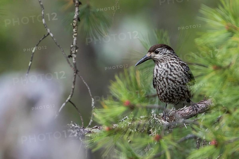 Nutcracker - Tannenhäher - Nucifraga caryocatactes ssp. caryocatactes, Russia (Ural), adult