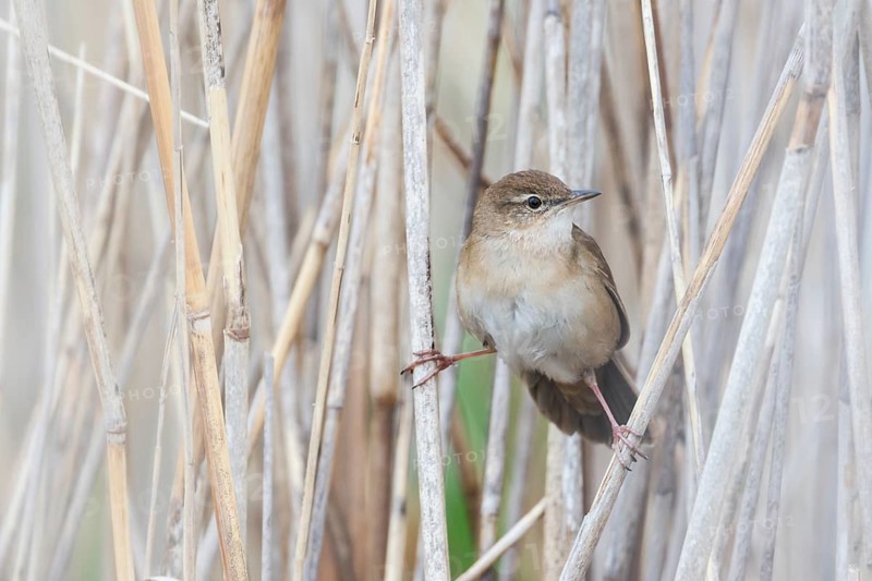 Savis Warbler - Rohrschwirl - Locustella luscinoides, Romania