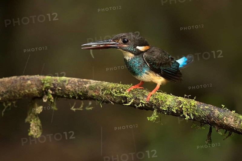 Blue-banded Kingfisher (Alcedo euryzona) male perched on a branch with fish prey in beak, Selangor, Malaysia