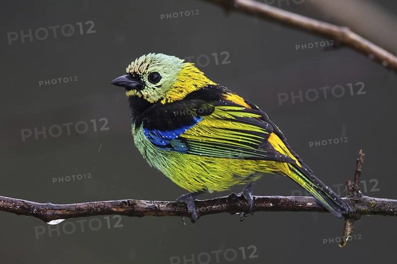 Green-headed Tanager (Tangara seledon), Bahia, Brazil