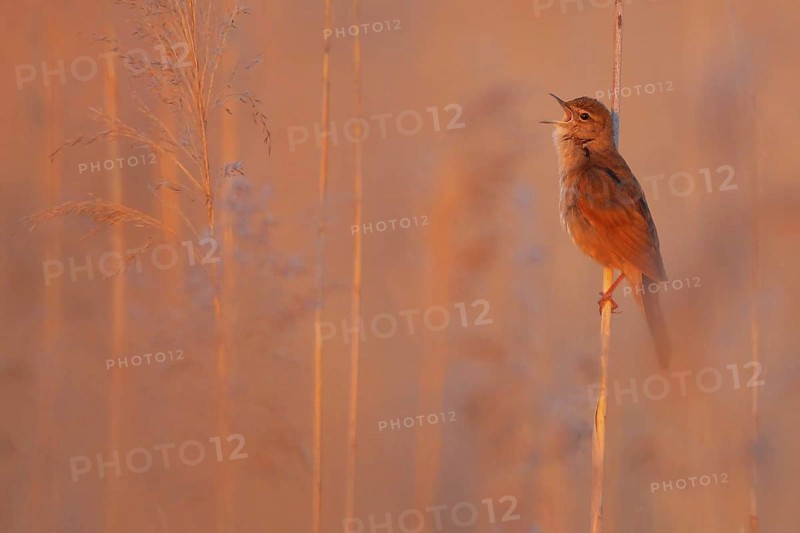 Savi's Warbler (Locustella luscinioides) singing, Bern, Switzerland