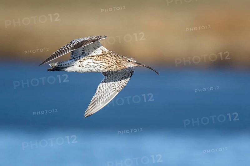 Eurasian Curlew (Numenius arquata) male flying, Netherlands