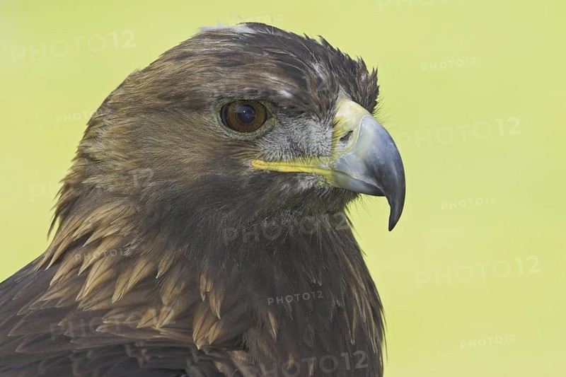 Golden Eagle (Aquila chrysaetos), Alberta, Canada