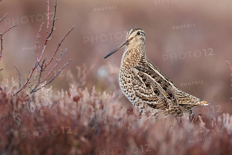 Great Snipe (Gallinago media), Buskerud, Norway