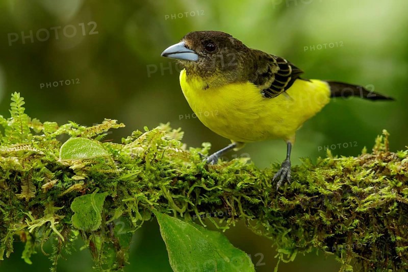 Lemon-rumped Tanager (Ramphocelus icternotus) perched on a branch in the Andes mountains of Colombia