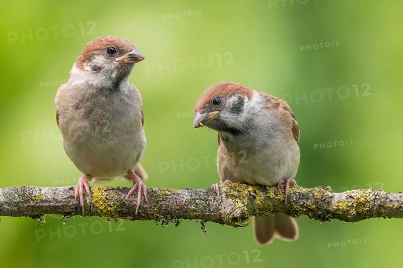 Eurasian Tree Sparrow (Passer montanus) juveniles perched on a branch, Lower Saxony, Germany