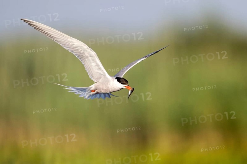 Common Tern (Sterna hirundo) flying with fish prey in beak, Danube Delta, Romania