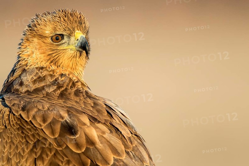 Bonelli's Eagle (Aquila fasciata) juvenile, Castile-La Mancha, Spain