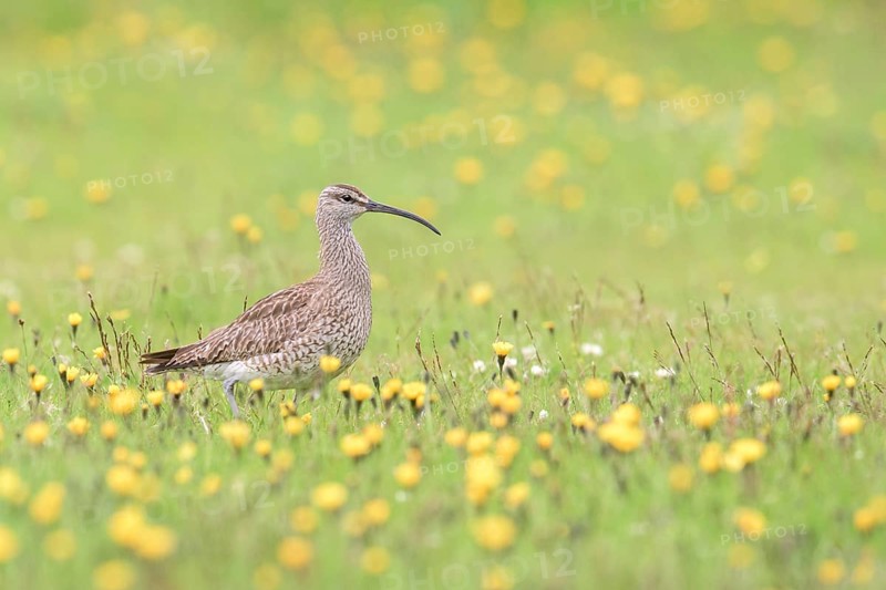 Whimbrel (Numenius phaeopus) on flowering meadow, Iceland