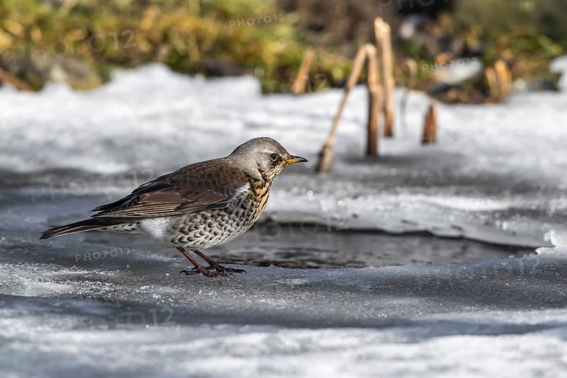 Fieldfare (Turdus pilaris) on an icehole, Mecklenburg-Western Pomerania, Germany
