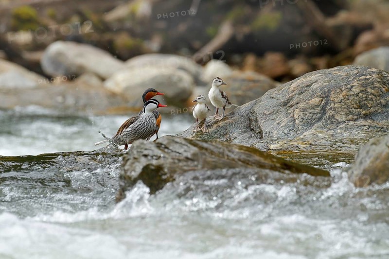 Torrent duck, Merganetta armata, pair of bird with young in mountain river with stone. Rare duck from Ecuador. Wildlife scene from nature. two bird in the water. Torrent duck family, stream habitat