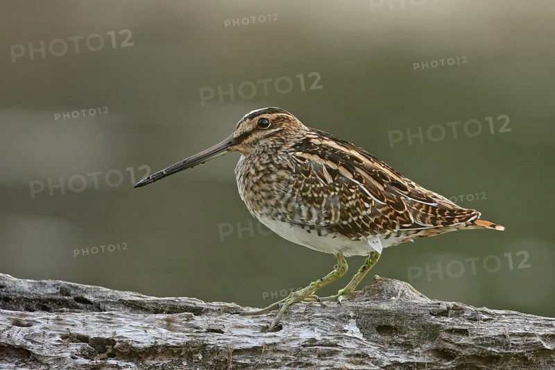 Common Snipe (Gallinago gallinago) male, Saxony, Germany