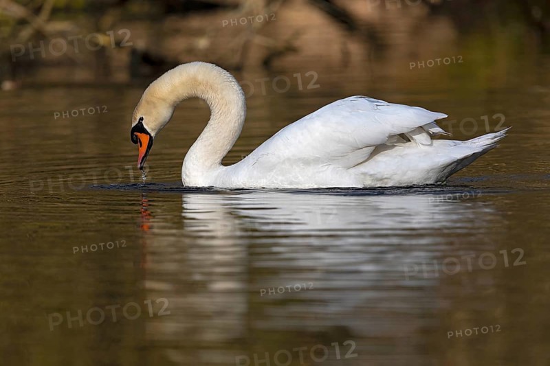Mute Swan (Cygnus olor), Baden-Wuerttemberg, Germany