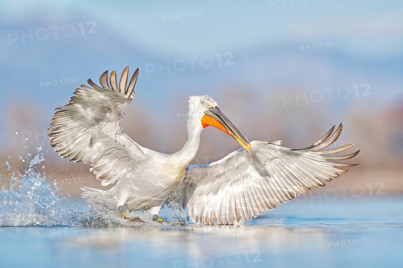 Dalmatian pelican, Pelecanus crispus, landing in Lake Kerkini, Greece. Pelican with open wings. Wildlife scene from European nature. Bird start in the water