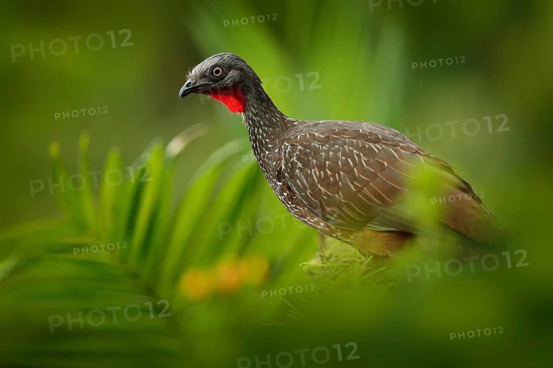 Band-tailed Guan, Penelope argyrotis, rare bird from dark forest Santa Marta mountain, Colombia. Birdwatching in South America