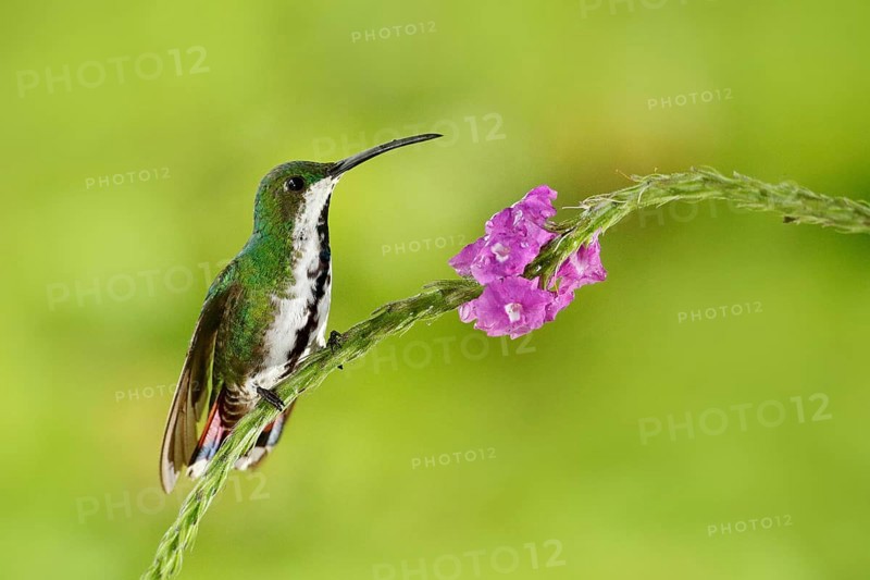 Hummingbird Green-breasted Mango sitting on pink flower. Wild tropic bird in the nature habitat, wildlife, Costa rica. Pink bloom with tinny bird