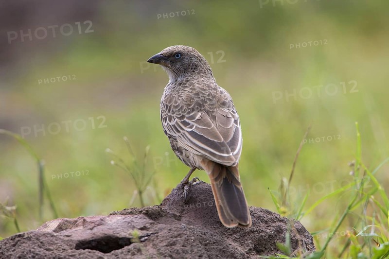 Rufous-tailed Weaver (Histurgops ruficauda) perched on a rock, Ngorongoro, Tanzania