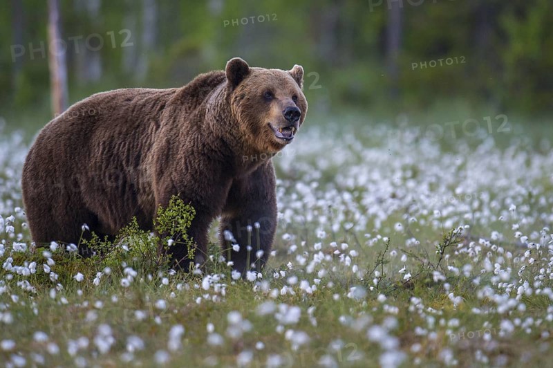 Eurasian Brown Bear (Ursus arctos) male in white cottongrass meadow, Finland