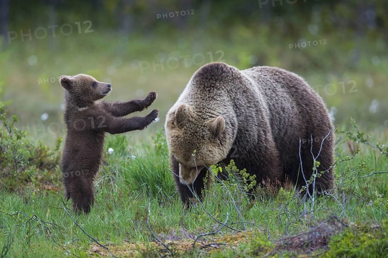 Eurasian Brown Bear (Ursus arctos) mother with cub, Finland