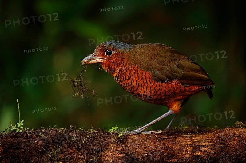 Giant antpitta, Grallaria gigantea, bird family Grallariidae, from Colombia, Ecuador and far northern Peru. Antpitta in the nature tropic forest habitat, San Isidro, Ecuador. Brown bird