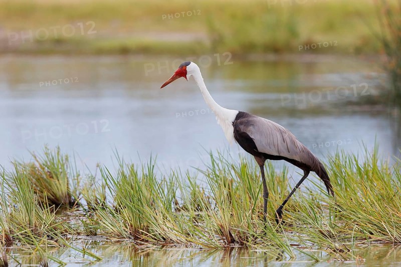 Wattled Crane, Grus carunculata, Botswana, Chobe NP