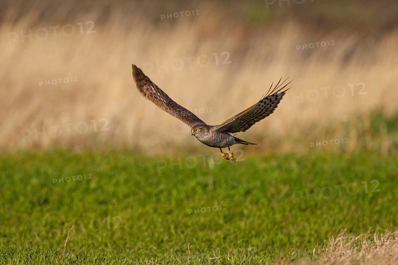 Eurasian Sparrowhawk (Accipiter nisus) flying, Austria
