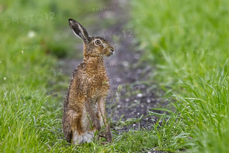 European Hare (Lepus europaeus) sitting in cereal field, North Rhine-Westphalia, Germany