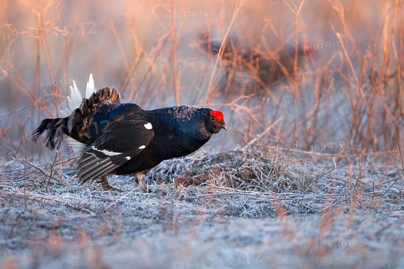 Black Grouse (Lyrurus tetrix) male, Nizhegorodskaya, Russia