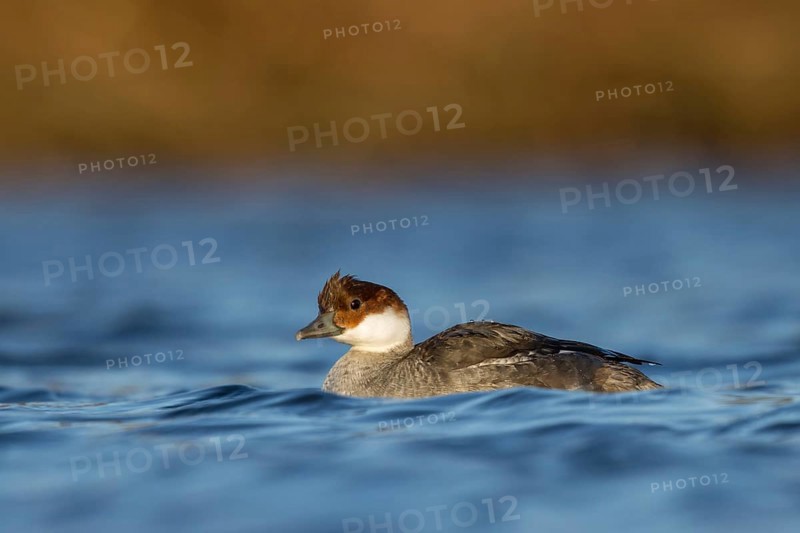 Smew (Mergellus albellus) female, Utrecht, Netherlands