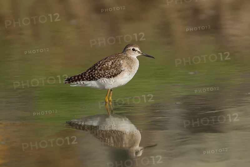 Wood Sandpiper (Tringa glareola), Gambia