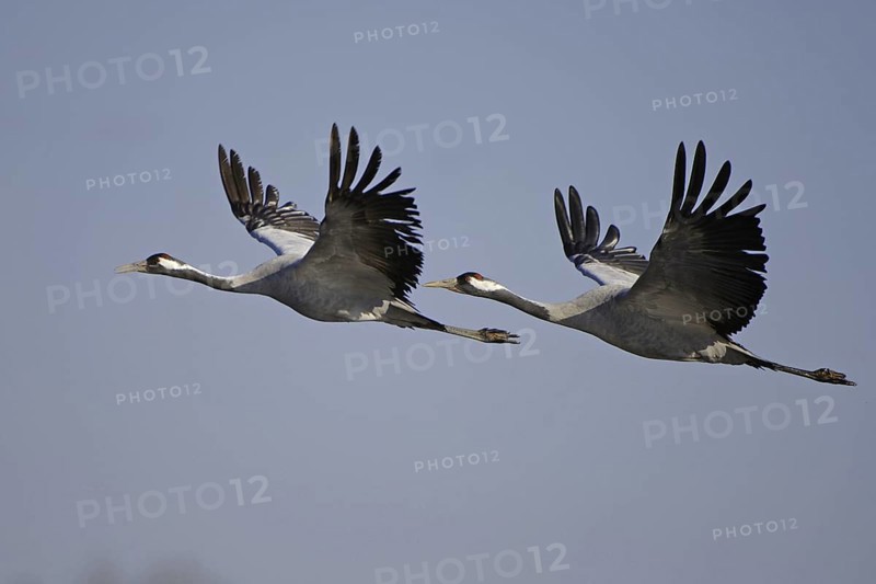 Common Crane (Grus grus) flying, Vaestergoetland, Sweden