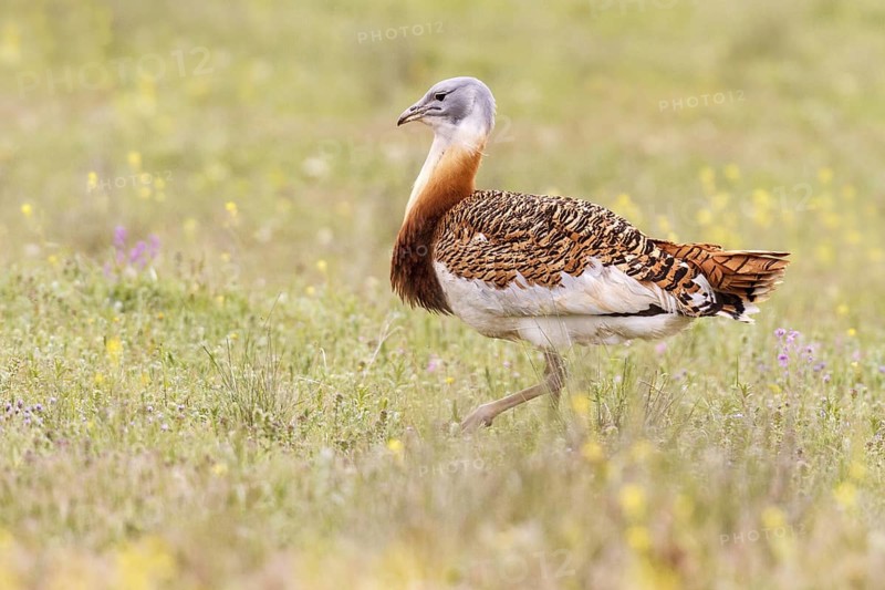 Great Bustard (Otis tarda), Castile, Spain