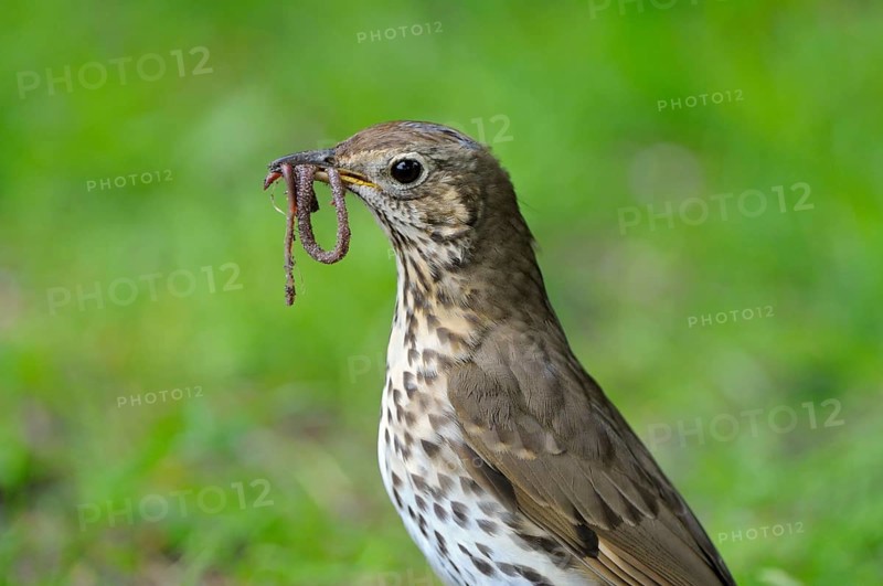Singdrossel (Turdus philomelos), Song Thrush, Altvogel bei der Futtersuche, mit Wuermern im Schnabel, Mai, Borken, Muensterland, Nordrhein-Westfalen, Deutschland