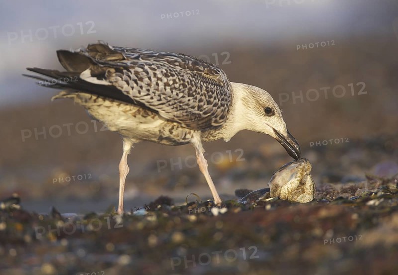Great Black-backed Gull (Larus marinus), Mecklenburg-Western Pomerania, Germany