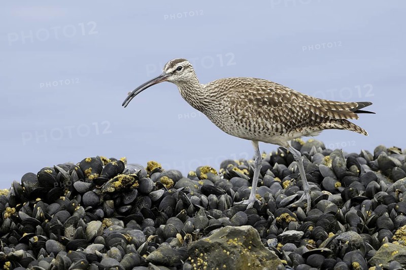 Whimbrel (Numenius phaeopus), California, USA