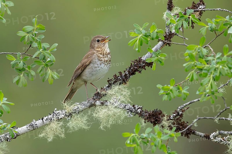 Swainson's Thrush (Catharus ustulatus) perched on a branch in Victoria, BC, Canada