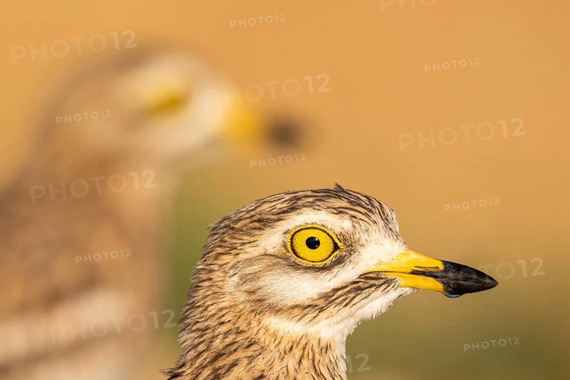 Eurasian Stone-curlew (Burhinus oedicnemus), Castile-La Mancha, Spain