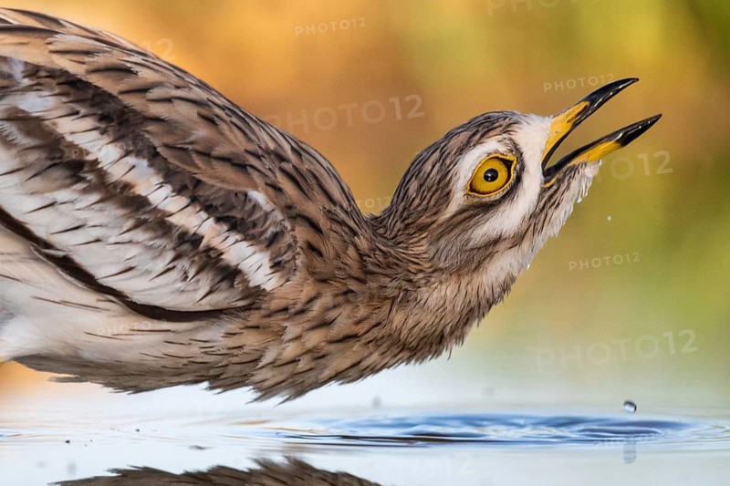 Eurasian Stone-curlew (Burhinus oedicnemus) drinking, Castile-La Mancha, Spain