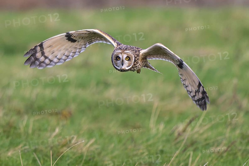 Short-eared Owl (Asio flammeus) flying, Netherlands