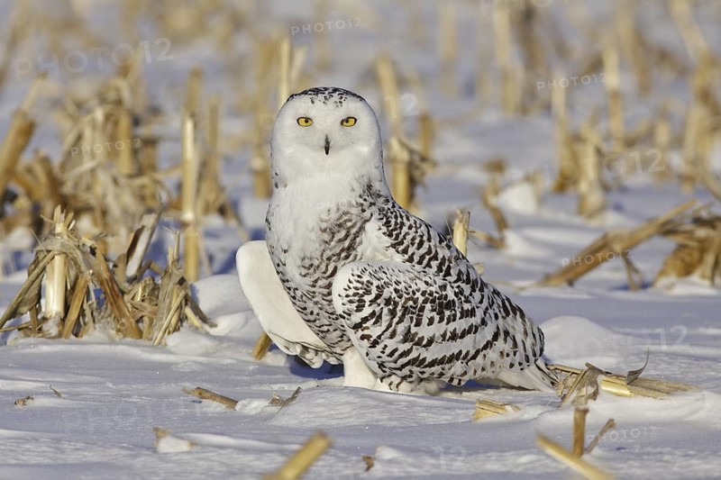 Snowy Owl (Bubo scandiacus), Ontario, Canada