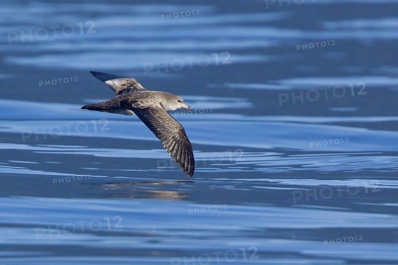 Pink-footed Shearwater (Ardenna creatopus) flying, British Columbia, Canada